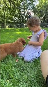 Farm To Pet Turkey Dog Treats: Healthy & Natural Review