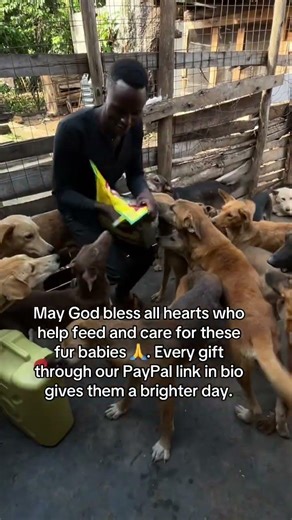 May God bless all who help these fur babies 🙏 Every bit of support via PayPal link in bio matters.