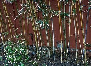 Bamboo