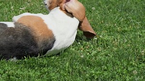 Beagle Dog Rolling on the Grass Scratching His Back. Stock Footage - Video of nature, funny: 223084428