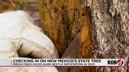 Piñon pine die-off in New Mexico threatens holiday nuts