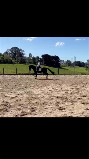 9.2K views · 91 reactions | We’re very excited to offer this rising 4yo gelding for sale by Kingsley Tarpania out of a full sister to Grand Prix horse Mayfield Limelight. Same sire as Mayfield Kizmet. Expertly started by Megan Joyce who also started Australian 5yo champion Mayfield Vibrance, Mayfield Kizmet and many of our other successful youngsters. | Mayfield Farm | Facebook