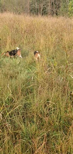 The excellence of some hard hunting rabbit dogs | Catron's Kennel