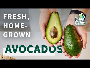 Fresh Avocado Grown at Your Home! - FastGrowingTrees.com