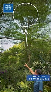 Elegant Touch to your Landscape with Terminalia Mantaly