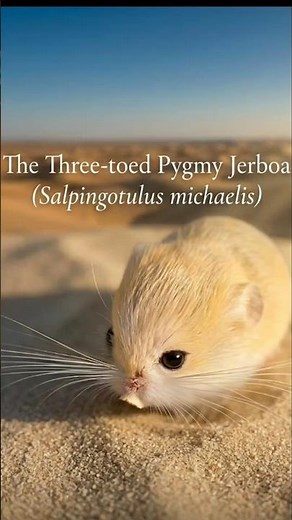 Earth's Smallest Leaping Mammal