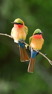 Red-throated Bee-eater (Merops bulocki)👇 The Red-throated Bee-eater (Merops bulocki) is a streak of tropical fire sweeping across the riverbanks of West and Central Africa. With emerald-green wings, a warm cinnamon crown, and a glowing red throat, it looks like a brushstroke of sunrise in flight. These birds perch on branches above the water, scanning the air with sharp eyes before darting out to snatch bees and dragonflies in elegant, swift swoops. They nest together in sandy river cliffs, car