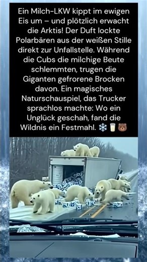 Das Milch-Wunder in der Arktis ❄️🍼. #Eisbär #Alaska #Naturwunder