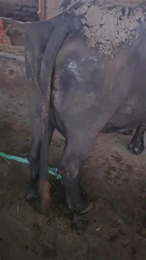 TechMech Single Bucket Milking Machine With Petrol Engine