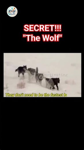 “The Wolf Secret Nobody Told You!” @EducationalMotivating #viral #wildlife #facts #viralvideo #fyp