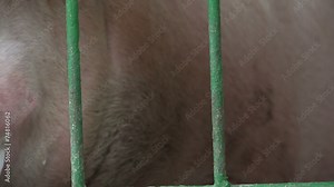 Caged Pigs, Hogs, Swine, Farm Animals, Pig Pen