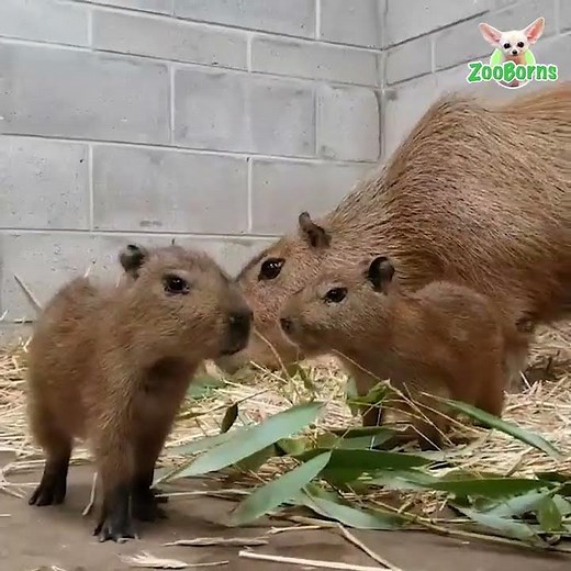 A Pair Of Baby Capybaras For Cape May