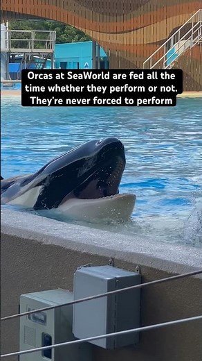 The truth about Orca captivity at SeaWorld