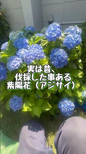今更かもしれないけど紫陽花の剪定を教えてくれた人に感謝✨#庭師のVlog #ガーデニング#あじさい