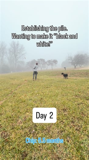 Day 2: Parallel Paths: Puppy to Master with Chip and Mallie. Chip is at the level of bumper piles while Mallie is doing great with treat drive! Chip is at the level of casting with just my hand motion and Mallie still needs a verbal release! We will keep progressing! #GPK #parallelpaths #stacktheodds #training #dog | Great Plains Kennels