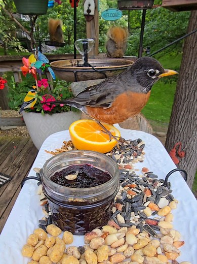 Backyard Peace: Baltimore Orioles at the Birdfeeder
