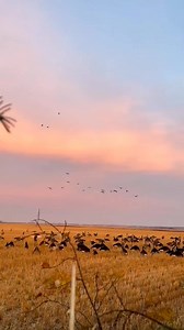 30K views · 464 reactions | Canadian Geese hunting shorts 閭閭 | Team Own Creation | Facebook