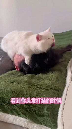 Top 6 Reasons to Have a Cat as Your Pet