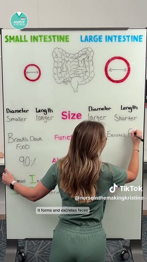 Understanding the Small and Large Intestine Functions