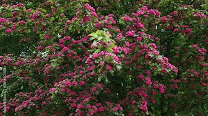 Flowering of a beautiful red hawthorn tree. blooming hawthorn Scarlet. natural sound Stock Video