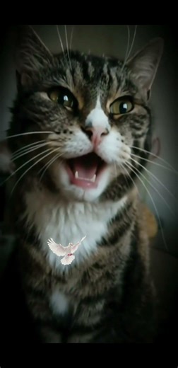 Whitney Houston – I Look to You | Mein Kater singt (Part 1 – Cat Cover) 🐱🎤