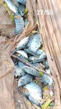 Day 27 |Fish Catching with Net 🐟 Big Frog & Crab Surprise |Daily Vlogging 50 Days Challenge