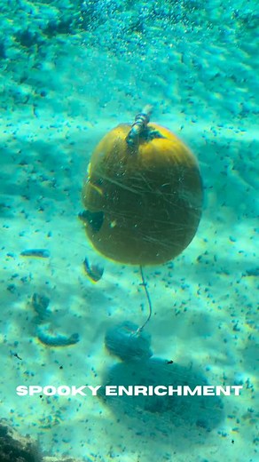 18 reactions | A little post-Halloween fun! Our turtles, sharks, and parrots enjoyed festive pumpkin treats — because enrichment is for every season. 麗列#caymanturtlecentre #spookyseason #enrichment | Cayman Turtle Centre: Island Wildlife Encounter | Facebook