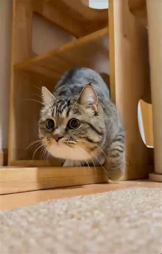 This cat’s face says it all! When the camera catches your funny side and you can’t hide it 😹🐱