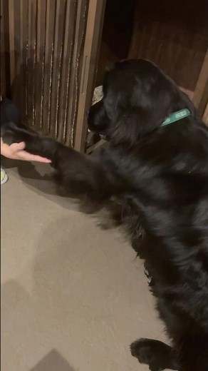 ケンちゃんの特技#さかがみ家 #保護犬 #保護猫 #cat #dog #猫のいる暮らし #坂上忍