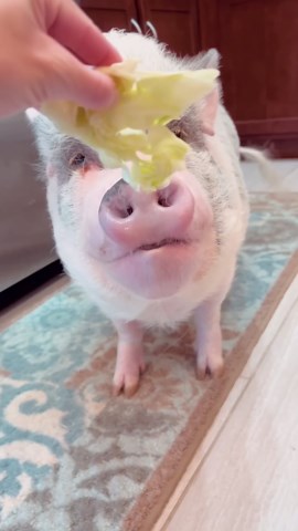 Kitchen Chronicles: Rainbow Tests the Crunch of Lettuce