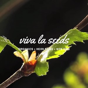 Catmint | 100 Seeds | Medicinal & Culinary Herb | Non GMO | Nepeta Mussinii - Etsy