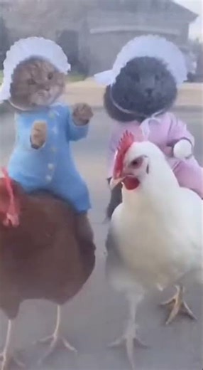 Nobody Expected This… Cats Riding Chickens Like Tiny Cowboys!