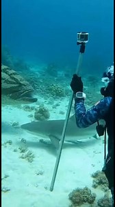 🤯🇺🇸 🇺🇸 The diver doesn’t move. He just witnesses it.A stationary diver records the exact moment a massive goliath grouper swallows a small shark whole in US waters—no chase, no reaction, just silent dominance unfolding in front of the camera.#USA #UnitedStates #USWaters #AmericanDiver #MarineDominance | Khaway Gomez