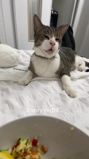 Funny Cat putting his Poopy Paws in Owner's Food