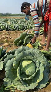 689K views · 2.9K reactions | Amazing Cabbage Harvesting on the Farm | FoodStuff | Facebook