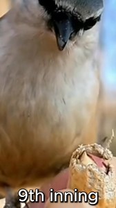 Go Metro's FREE Dodger Stadium Express from the South Bay and Union Station to the World Series! How to ride: metro.net/dodgers Service begins at 2:30pm for Games 3, 4 and (if needed) 5 starting next Monday. Friendly reminder: parking at ballpark is $75 to $110. Below: more about the Blue Jays. | Metro Los Angeles