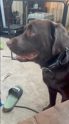 Morning Labrador Zoomies🚀🚀Auggie The English Chocolate Lab