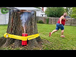 Extreme Dangerous Fastest Big Chainsaw Cutting Tree Machines | Monster Stump Removal Excavator #176