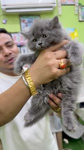 Russian Blue Kitten 🐈‍⬛ #cat | Sandha dip