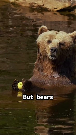 Bears don’t poop or pee during hibernation.