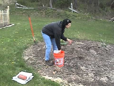 Mulching with newspaper and cardboard