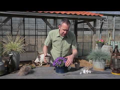The Campanula Ambella container with Dennis van Wonderen