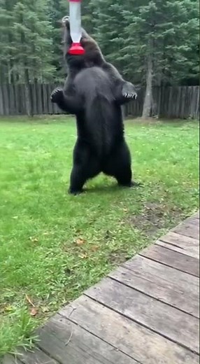 This Bear Got the Fright of Its Life!