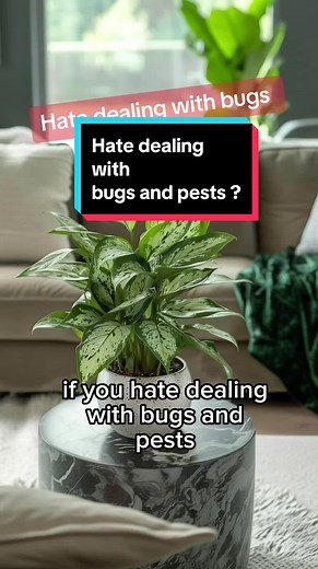 Top 3 Indoor Plants That Are Naturally Pest-Free