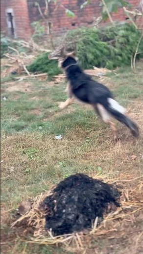 German shepherd running in dog #germanshepheard #running