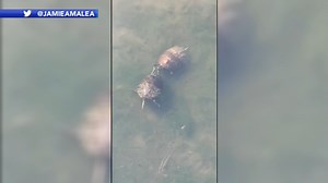 2 Philadelphia turtles caught flirting become viral video darlings