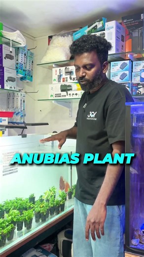 🌿 Anubias Plant Care | Best Aquarium Plant for Beginners
