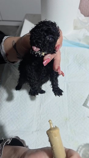 In alcuni casi i neonati o vanno sondinati o devono iniziare lo svezzamento precoce. Io ho scelto la seconda dato che la sua età me lo consente. Ce la sto mettendo davvero tutta x salvarla..spero tanto che i miei sacrifici vengano ripagati. Nel frattempo vi ricordo la raccolta aperta x il rifugio che si è fermata 😩 aiutate/condividete 🙏 https://www.gofundme.com/f/rifugio-al-collasso?attribution_id=sl:0587f5aa-54d0-459c-88c6-682420baceea&lang=it_IT&ts=1763543427&utm_campaign=man_sharesheet_dash
