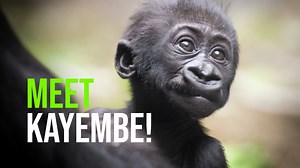 31K views · 2.7K reactions | “Kayembe” (Kah-YEM-Bay), meaning...