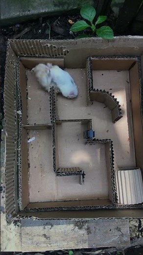 Hamster Adventure in a Crazy Maze 🐹 | Tiny Hamster fight in Big Labyrinth